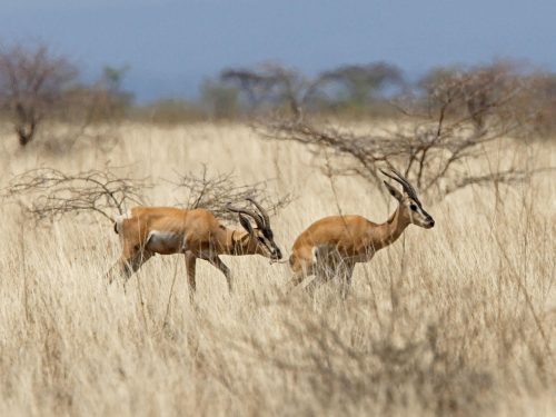 4-Day Lowland Plains Game Hunting Safari