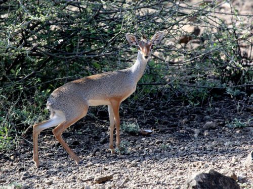 4-Day Lowland Plains Game Hunting Safari