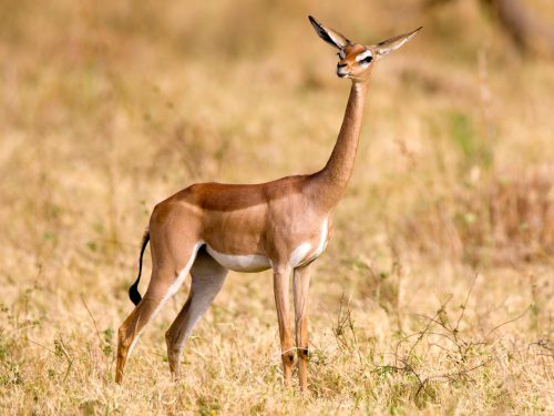 4-Day Lowland Plains Game Hunting Safari