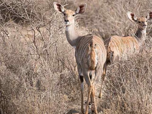 4-Day Lowland Plains Game Hunting Safari