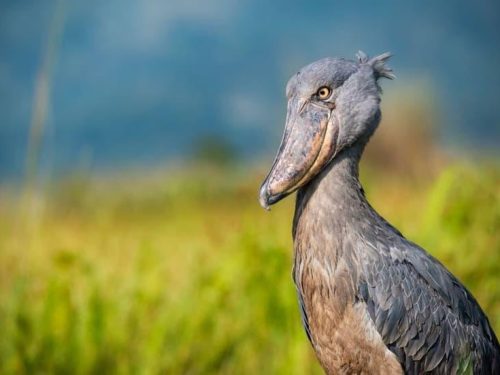 12-Day Expedition Through Ethiopia’s Untamed Landscapes, Wildlife & Wild Coffee Forests