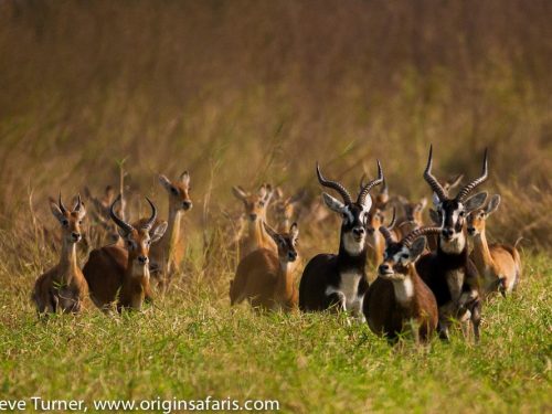 12-Day Expedition Through Ethiopia’s Untamed Landscapes, Wildlife & Wild Coffee Forests