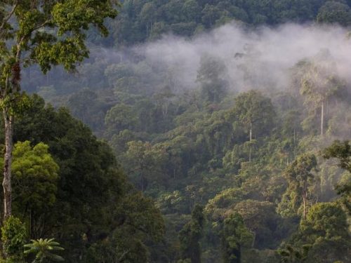 12-Day Expedition Through Ethiopia’s Untamed Landscapes, Wildlife & Wild Coffee Forests
