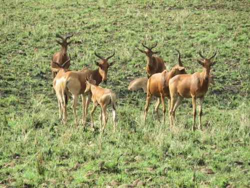 12-Day Expedition Through Ethiopia’s Untamed Landscapes, Wildlife & Wild Coffee Forests